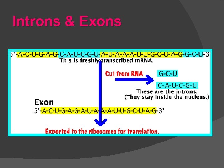 Introns & Exons 
