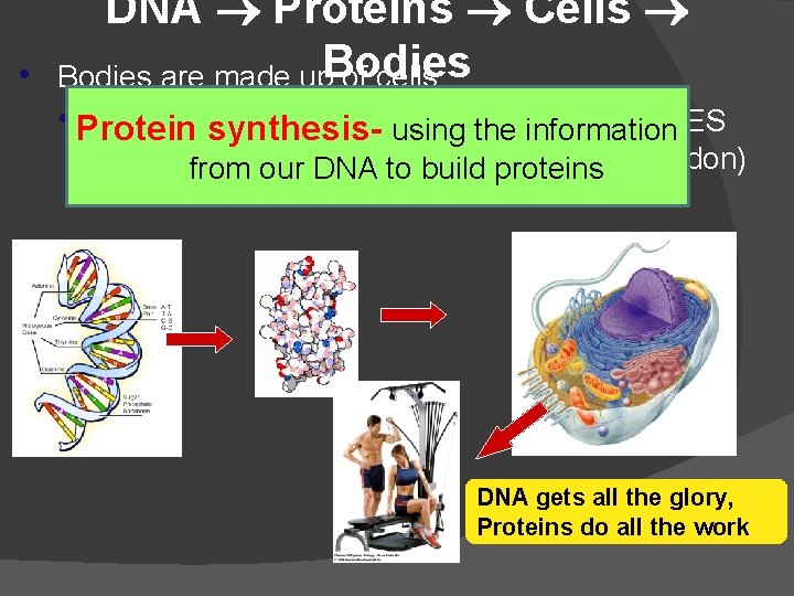 DNA Proteins Cells • Bodies are made up. Bodies of cells • Protein All