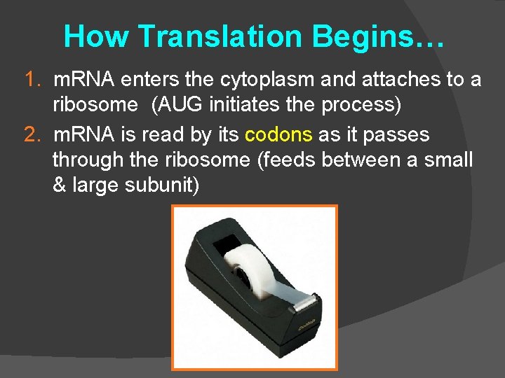 How Translation Begins… 1. m. RNA enters the cytoplasm and attaches to a ribosome