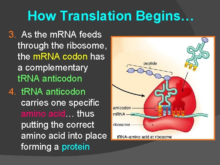 How Translation Begins… 3. As the m. RNA feeds through the ribosome, the m.