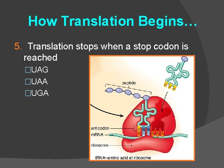 How Translation Begins… 5. Translation stops when a stop codon is reached �UAG �UAA