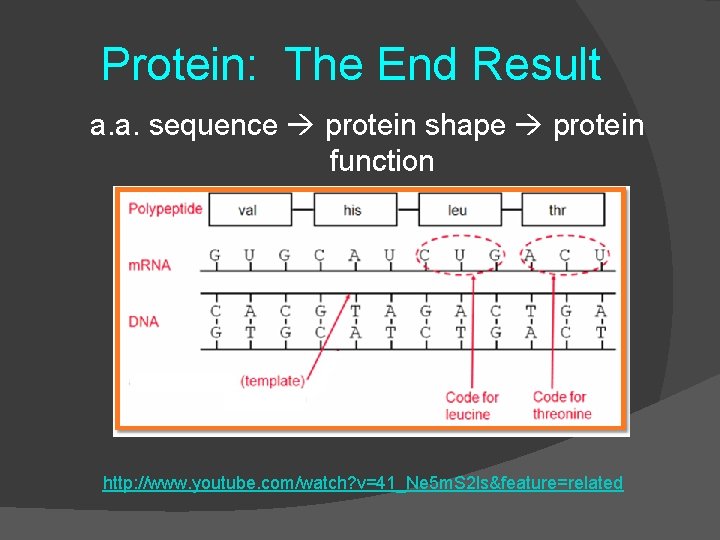 Protein: The End Result a. a. sequence protein shape protein function http: //www. youtube.