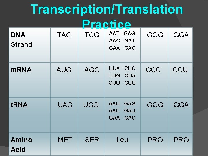 Transcription/Translation Practice DNA Strand TAC TCG AAT GAG AAC GAT GAA GAC GGG GGA