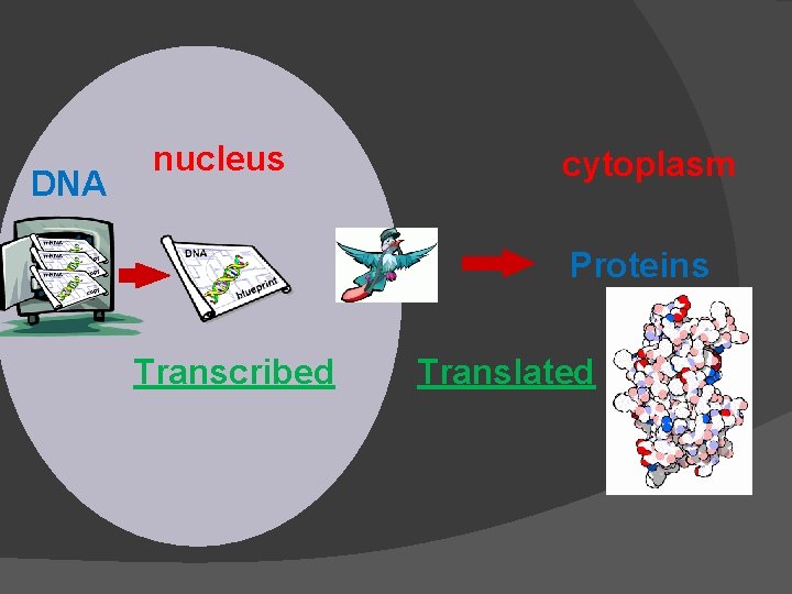 DNA nucleus cytoplasm Proteins Transcribed Translated 