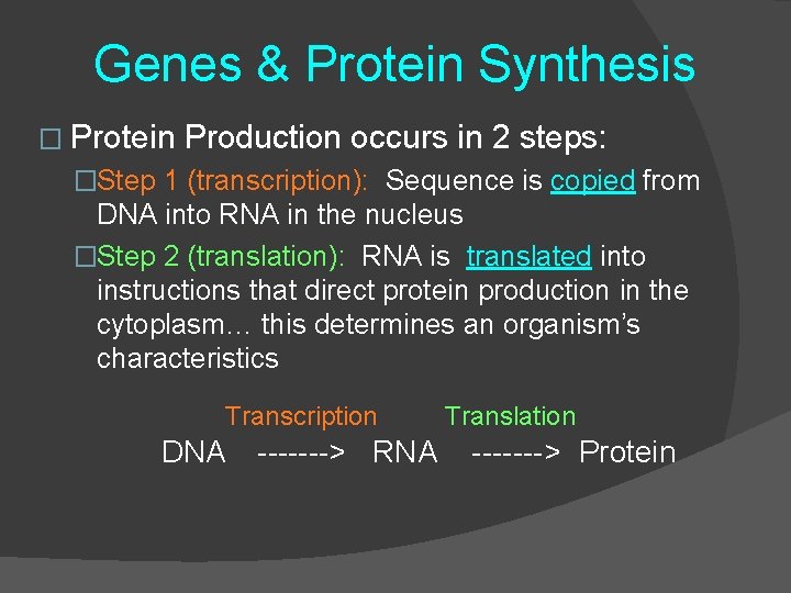 Genes & Protein Synthesis � Protein Production occurs in 2 steps: �Step 1 (transcription):