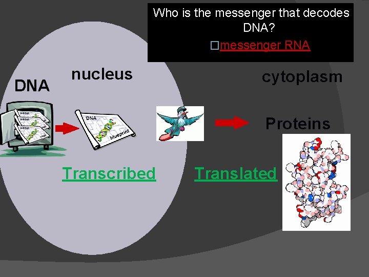 Who is the messenger that decodes DNA? �messenger RNA DNA nucleus cytoplasm Proteins Transcribed