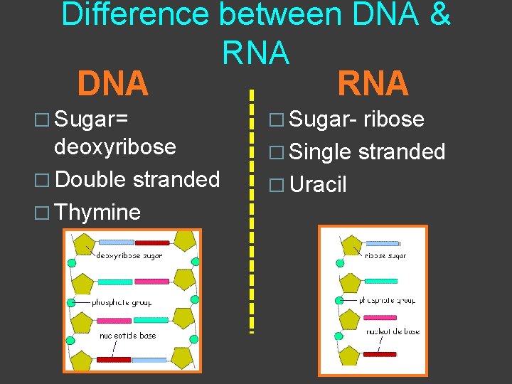 Difference between DNA & RNA DNA RNA � Sugar= deoxyribose � Double stranded �