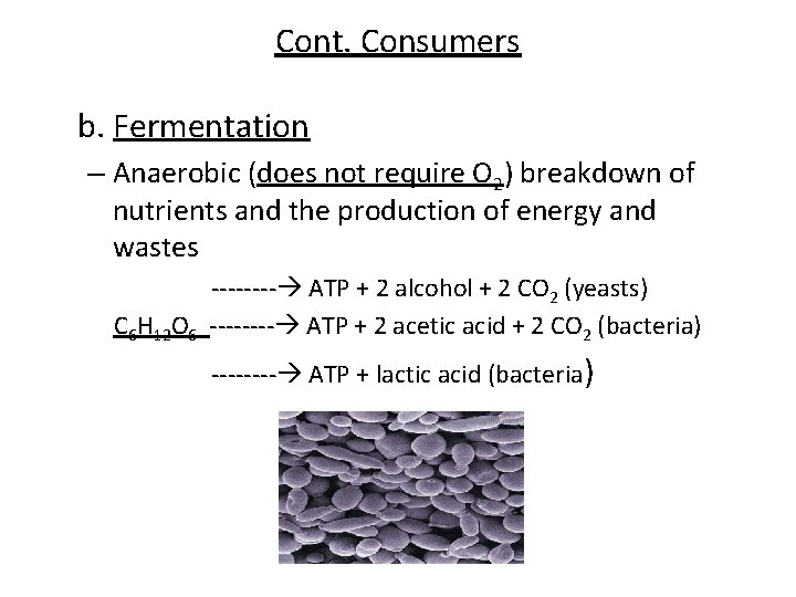 Cont. Consumers b. Fermentation – Anaerobic (does not require O 2) breakdown of nutrients