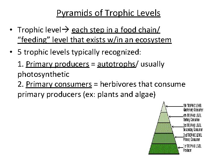 Pyramids of Trophic Levels • Trophic level each step in a food chain/ “feeding”