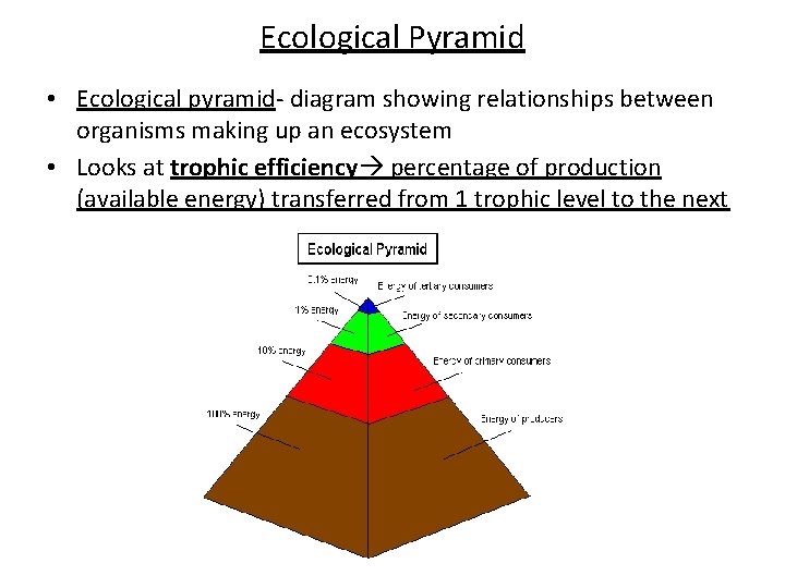 Ecological Pyramid • Ecological pyramid- diagram showing relationships between organisms making up an ecosystem