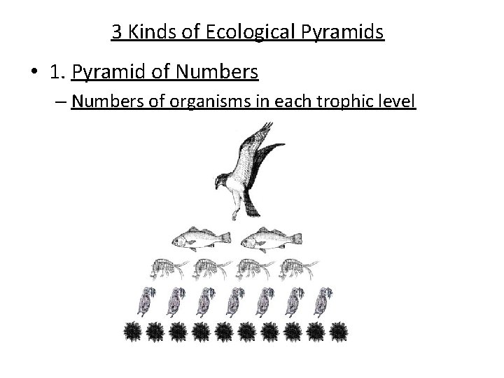 3 Kinds of Ecological Pyramids • 1. Pyramid of Numbers – Numbers of organisms