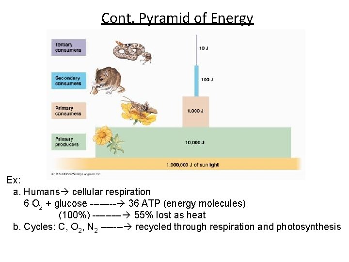Cont. Pyramid of Energy Ex: a. Humans cellular respiration 6 O 2 + glucose