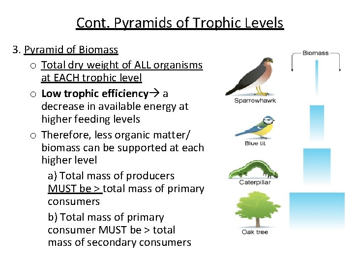 Cont. Pyramids of Trophic Levels 3. Pyramid of Biomass o Total dry weight of