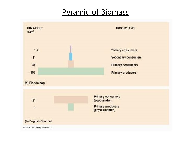 Pyramid of Biomass 