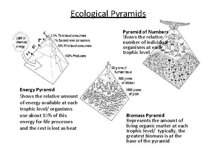 Ecological Pyramids Pyramid of Numbers Shows the relative number of individual organisms at each