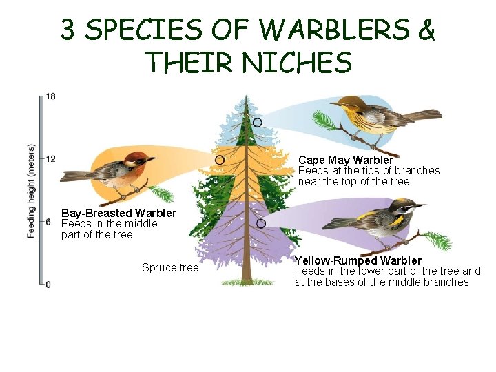 3 SPECIES OF WARBLERS & THEIR NICHES Figure 4 -5 Three Species of Warblers