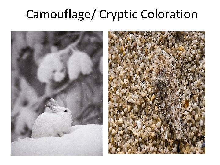 Camouflage/ Cryptic Coloration 