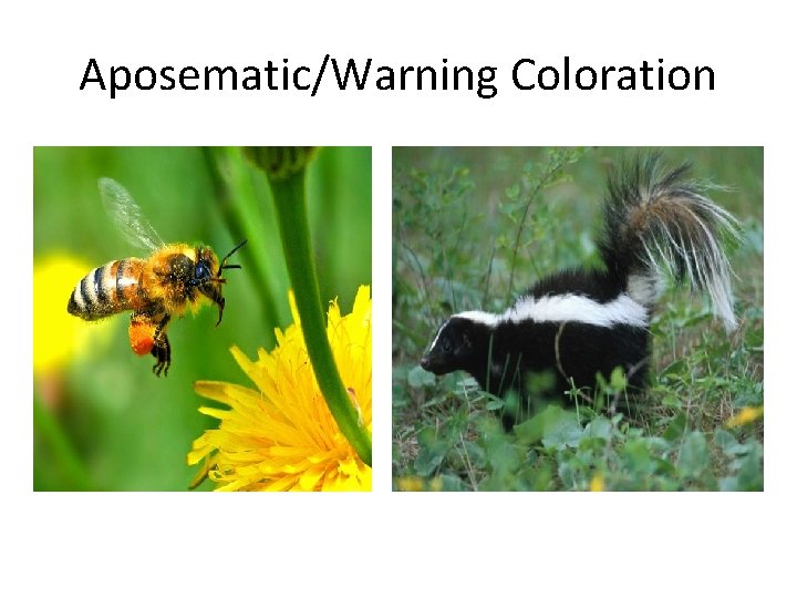 Aposematic/Warning Coloration 