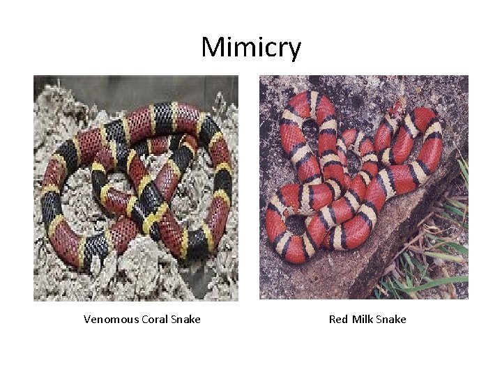 Mimicry Venomous Coral Snake Red Milk Snake 