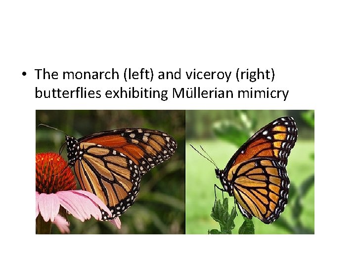  • The monarch (left) and viceroy (right) butterflies exhibiting Müllerian mimicry 