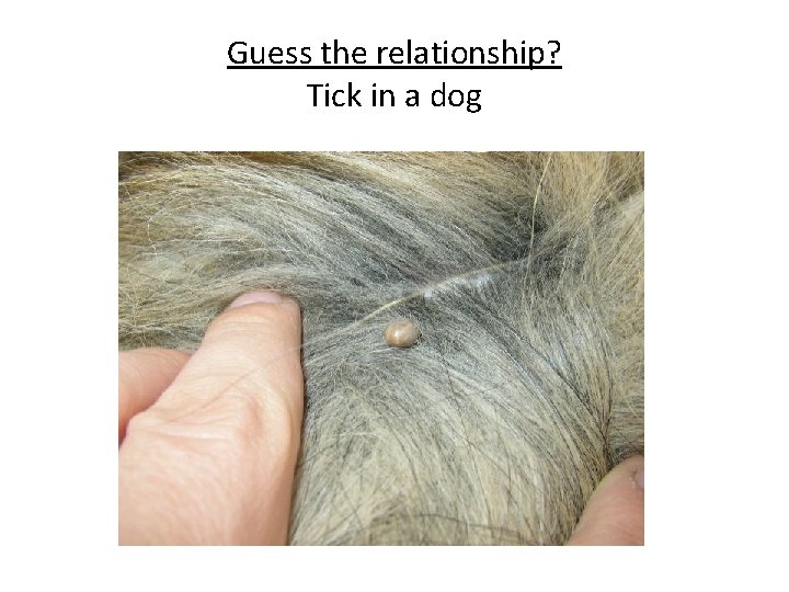 Guess the relationship? Tick in a dog 