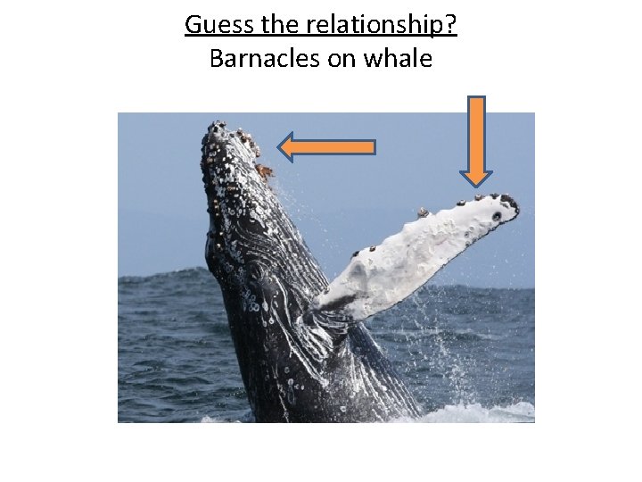 Guess the relationship? Barnacles on whale 