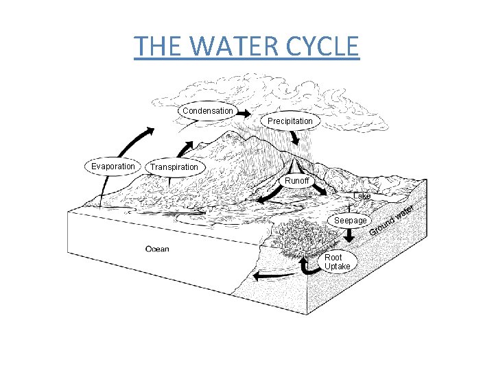 The Water Cycle Section 3 -3 THE WATER CYCLE Condensation Precipitation Evaporation Transpiration Runoff