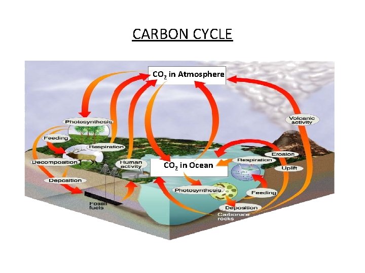 CARBON CYCLE CO 2 in Atmosphere CO 2 in Ocean 