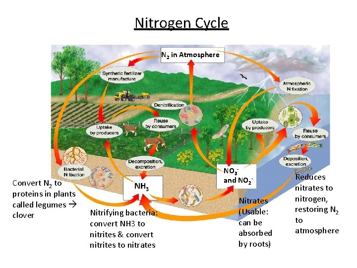 Nitrogen Cycle N 2 in Atmosphere Convert N 2 to proteins in plants called