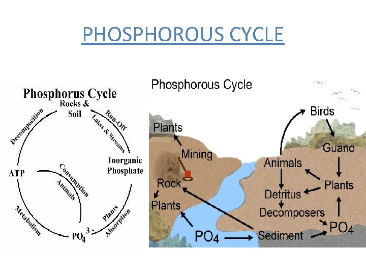 PHOSPHOROUS CYCLE 