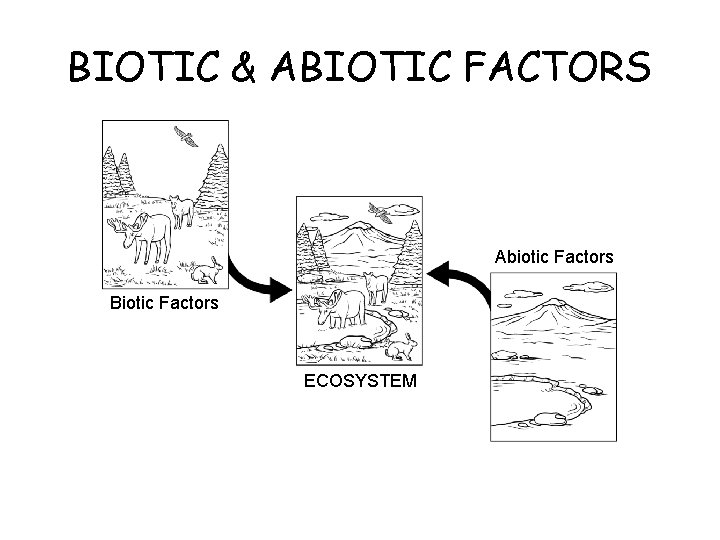 Abiotic and Biotic Factors BIOTIC & ABIOTIC FACTORS Section 4 -2 Abiotic Factors Biotic