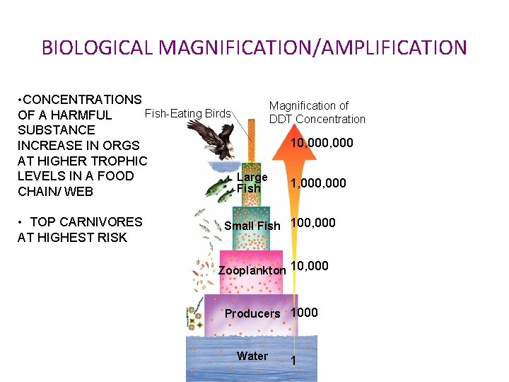 Figure 6 -16 Biological Magnification of DDT Section 6 -3 BIOLOGICAL MAGNIFICATION/AMPLIFICATION • CONCENTRATIONS