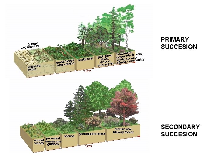 PRIMARY SUCCESION SECONDARY SUCCESION 