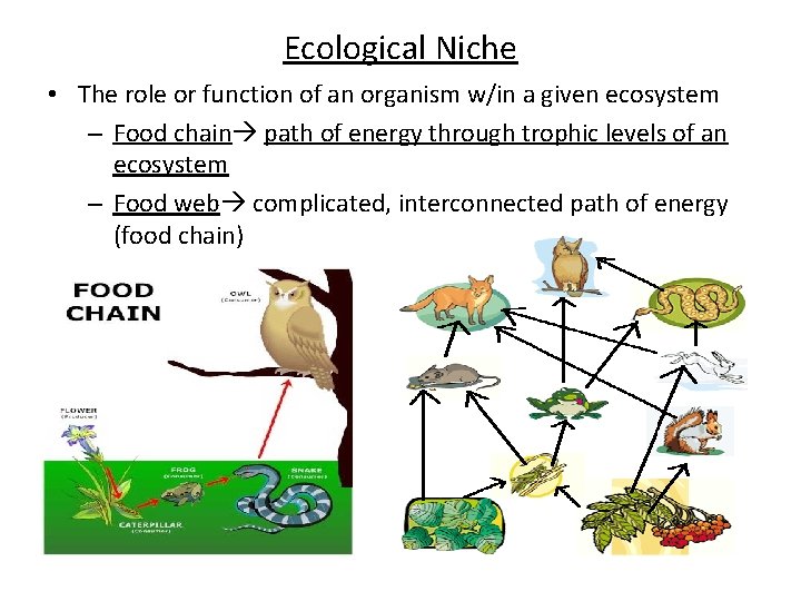 Ecological Niche • The role or function of an organism w/in a given ecosystem