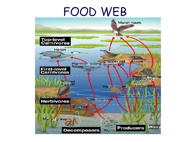 FOOD WEB 