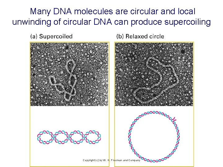 Many DNA molecules are circular and local unwinding of circular DNA can produce supercoiling
