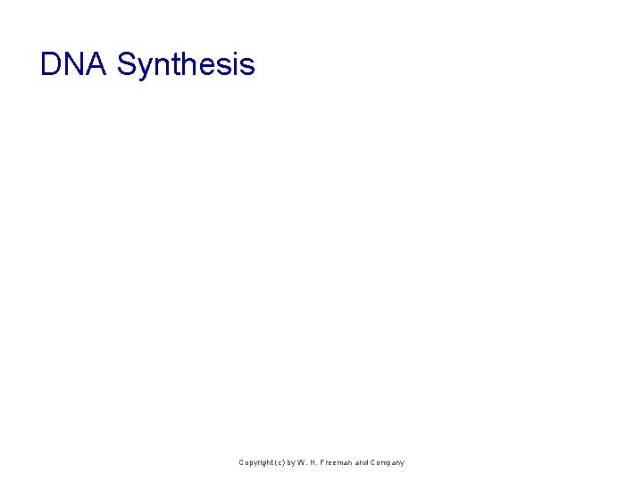 DNA Synthesis Copyright (c) by W. H. Freeman and Company 