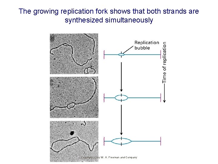 The growing replication fork shows that both strands are synthesized simultaneously Copyright (c) by