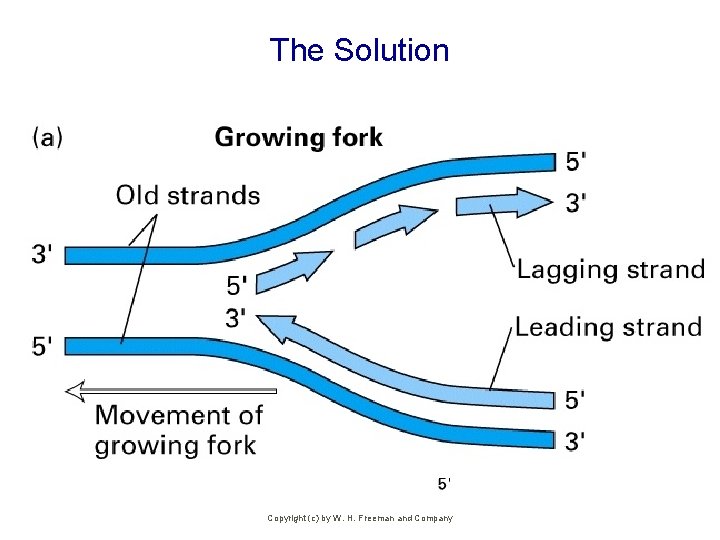 The Solution Copyright (c) by W. H. Freeman and Company 