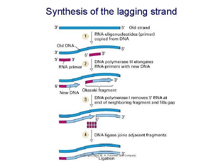 Synthesis of the lagging strand Copyright (c) by W. H. Freeman and Company 