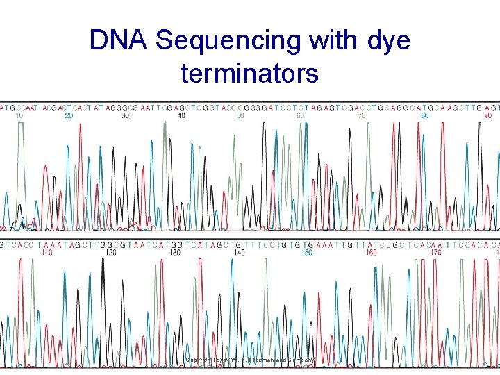 DNA Sequencing with dye terminators Copyright (c) by W. H. Freeman and Company 
