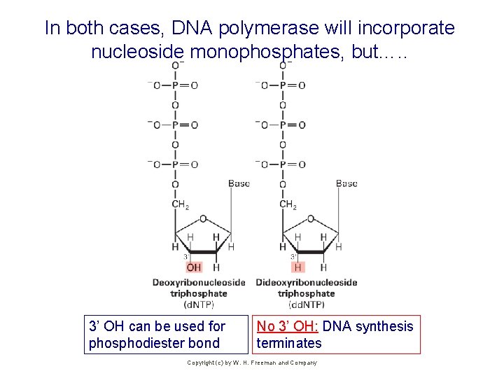 In both cases, DNA polymerase will incorporate nucleoside monophosphates, but…. . 3’ OH can