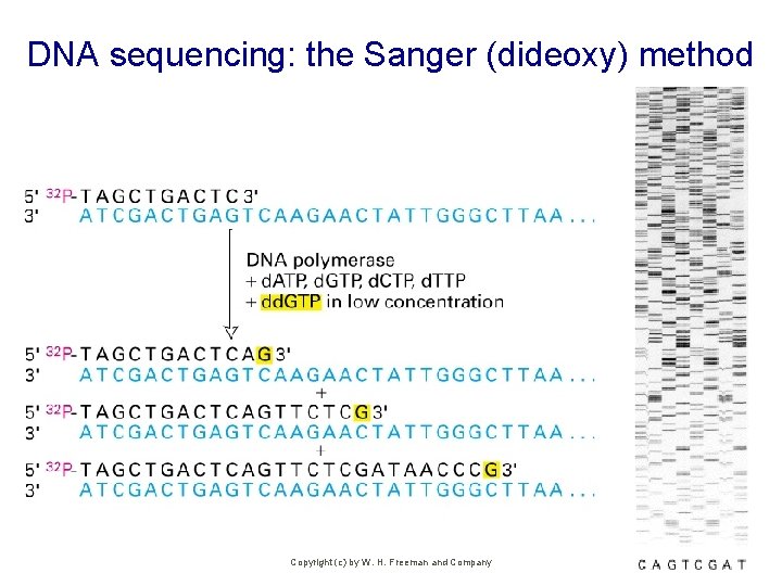 DNA sequencing: the Sanger (dideoxy) method Copyright (c) by W. H. Freeman and Company