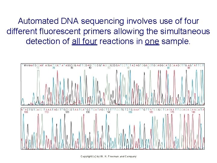 Automated DNA sequencing involves use of four different fluorescent primers allowing the simultaneous detection