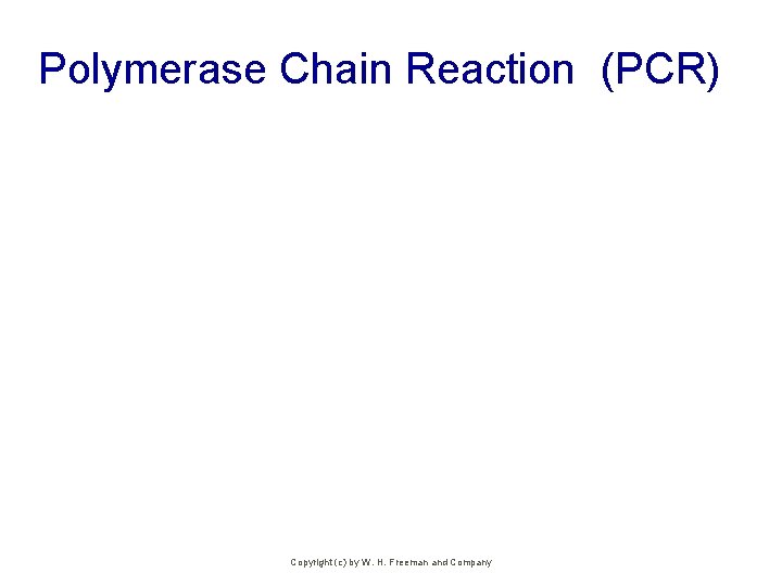 Polymerase Chain Reaction (PCR) Copyright (c) by W. H. Freeman and Company 