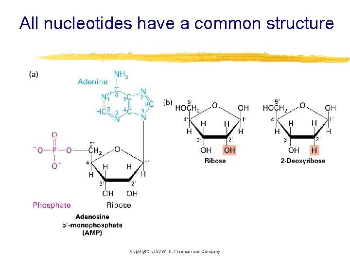 All nucleotides have a common structure Copyright (c) by W. H. Freeman and Company