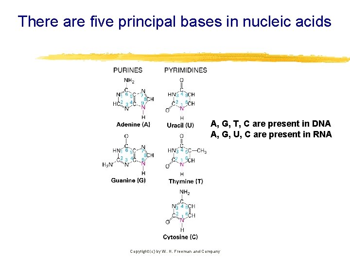 There are five principal bases in nucleic acids A, G, T, C are present