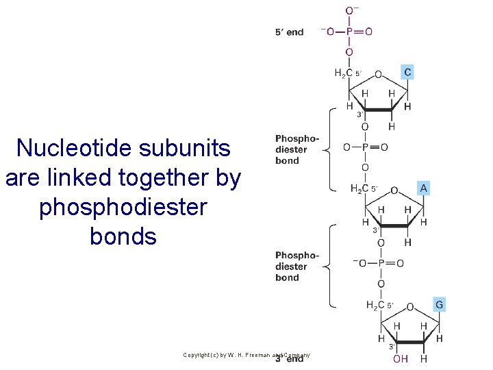 Nucleotide subunits are linked together by phosphodiester bonds Copyright (c) by W. H. Freeman