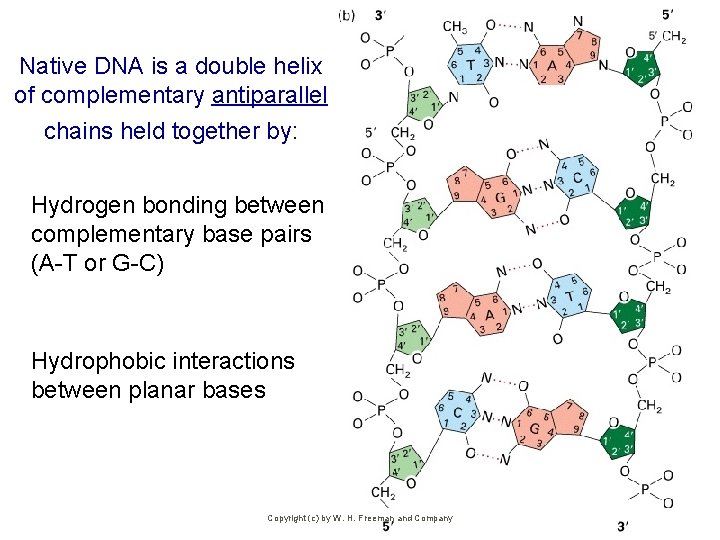 Native DNA is a double helix of complementary antiparallel chains held together by: Hydrogen
