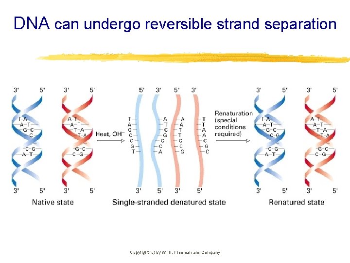 DNA can undergo reversible strand separation Copyright (c) by W. H. Freeman and Company